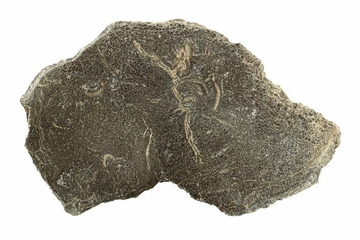 Polished Dinosaur Bone (Gembone) Slab - Morocco #271425